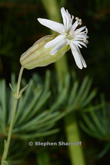 silene douglasii var douglasii 3 graphic